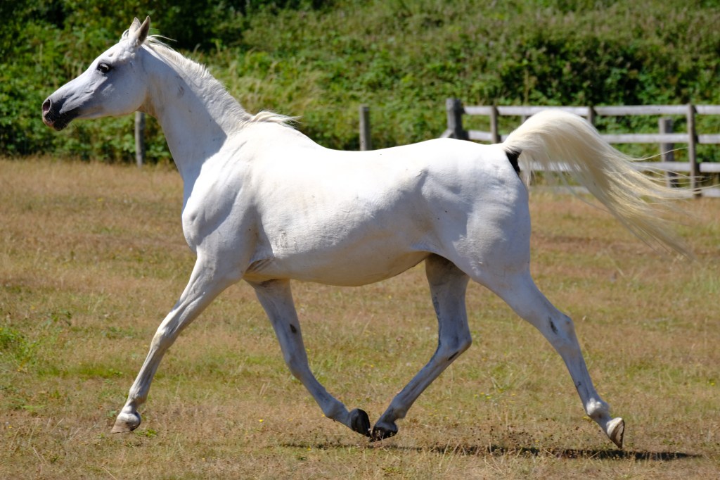 Beyond the physical: Supporting the emotional life of&nbsp;horses